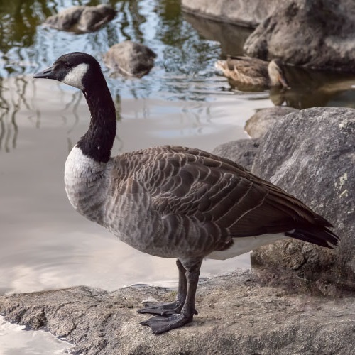 Goose