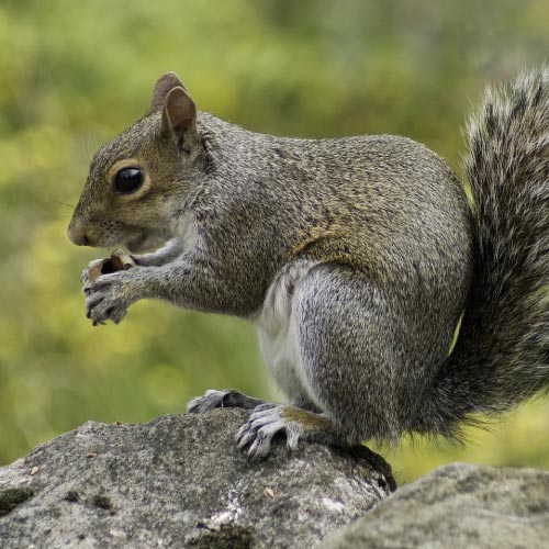 Squirrel